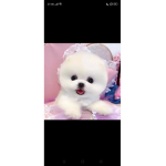 White doggy Group