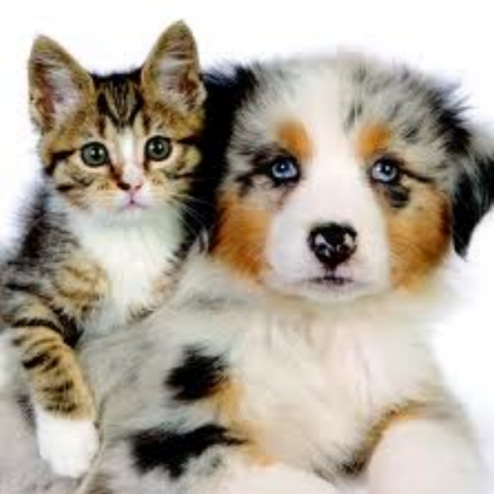 Images/HHHHHHHHHHD dog and cat Roblox decal