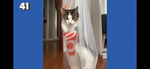 Cat bloxia