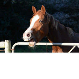 Da Horse Hangout