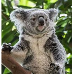 Koala_sind die besten