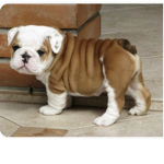 The cutes dogs
