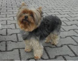 :3 q cute