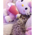 Xxhellokitty:)