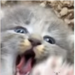 +*Screaming Cat*+