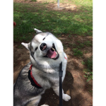 Husky Teamzz