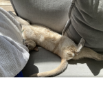 Wolfie & gob Studios