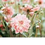 angelic flowers
