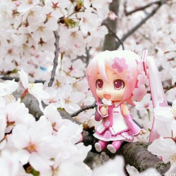 Miyu's Sakura Garden. 🌸