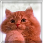 Kitten Mango Army