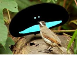 Memelords sussy group