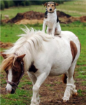 i love ponys