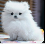Junior Puppy