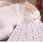 TheKittyPopstar's Kittens!