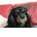 Puppy Playcare