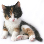 Kitten Lovers Forever!!!