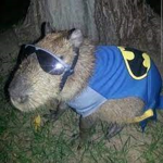 capibara club