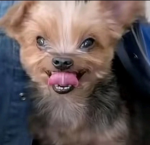 Demonic poop