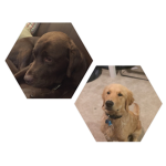 DOGGIE CLAN