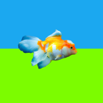 The Flock ()F Fishes