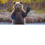 bears crew or anyone