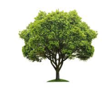 Tree Squad@