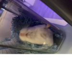 Hamsters<33