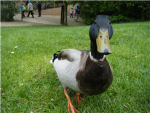 epic ducks