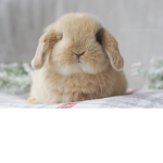 cute bunnys AA