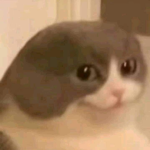 f..rejã.