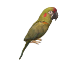 Red-fronted macaw on head