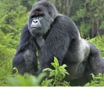 Gorilla’s of the Congo jungle