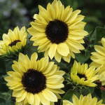 beautiful sunflowers squad