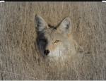 Coyote/Country people