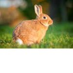Conejo