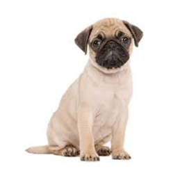 Pug game :3