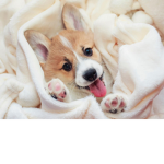 CorgiSqaud