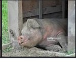 The bacons revenge...