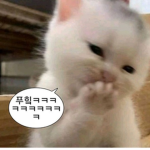 bvee_123