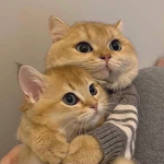 Honeyyschildren