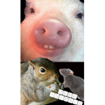 MEME Animals United