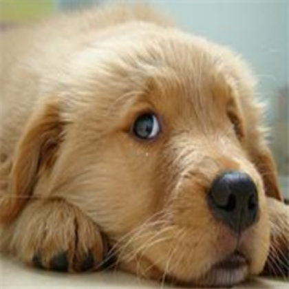 dog Roblox decal