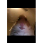 Hamster preps