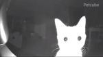 Assetcut's friends