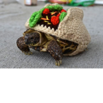 lovley turtle group