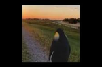 Penguin Gang $$$