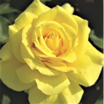 Aesthetic_Roses1456