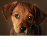 ~dogs and puppies~
