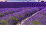 ~Lavender…Group~