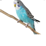 Bird :)))))